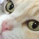 素敵なごろにゃん生活　　～ペットと暮らそう～