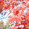 桜井の紅葉紀行〜秋の深紅を歩く、色づく山、息づく神々、色づきの三名所