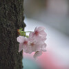 千鳥ヶ淵の桜2017年4月8日