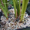 東洋蘭の新芽が・・・・・カラスウリ・アナカリスの花・アゲハの幼虫