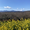 二宮駅からお散歩【吾妻山公園で菜の花編Ⅰ】