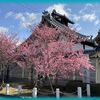 長徳寺のおかめ桜 2024