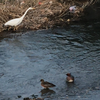 鳥たちが活動し始めた