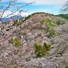 ソメイ"ヨシノ"の桜に圧倒される (阿倍野橋駅～さくらライナー～吉野駅～七曲坂～吉水神社～花矢倉展望台～奥千本～青根ヶ峯～如意輪寺～吉野駅 )