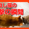 スクープ！！【仲良しすぎる猫】の衝撃の瞬間をとらえました！！