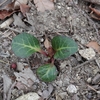 Pyrola japonica　イチヤクソウ