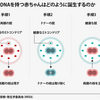 新しい胚治療でミトコンドリア病を根絶できる可能性？