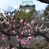 ～≪大阪城公園の梅林≫～