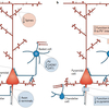  Interneuron dysfunction in psychiatric disorders.