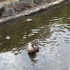 【雑記】３年ぶりにコロナにかかった私