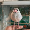 文鳥パパ好き期間が終了