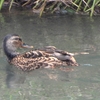 鳥撮散歩　エッ！この時期にマガモ？鈴川を北上