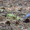 ジィちゃんと探鳥、伊香保森林公園でルリビタキが舞っていた/2020-11-19