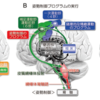 大脳基底核と運動学習、ジストニアについて