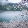 桜と雨