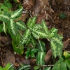 Aglaonema pictum"ちゃんぷーる"from Padangsidempuan【AZ1223-1a】