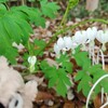 植物からのお返事は、年単位待ち…✨💌(*˘ー˘*)