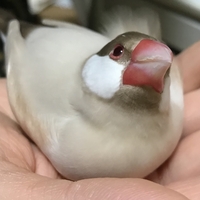 はじめての文鳥 選び方や飼い方など ペットはやっぱり文鳥 鳥のこと Look For Life 人生探して