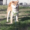 飼い主がトイレにいくと鳴く柴犬