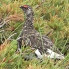 白馬岳～③ライチョウが羽を震わせ砂浴び