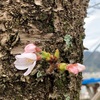 花開き地区住民の口開く(あ)