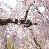 しだれ桜～　京都御苑・出水の小川