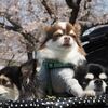 母しゃんの自信作？
