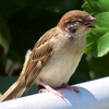 カワイイ小雀の食欲満点💪🐤