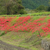 大原の彼岸花