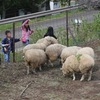 花見弘法山公園の桜