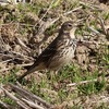 兵庫県東播磨：稲美町）加古大池。タヒバリ、ミコアイサ、ハマシギ、コチドリ、カンムリカイツブリ、コガモ、オカヨシガモ、ヒドリガモ、ジョウビタキ、シジュウカラ、エナガ、モズ。