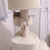 猫生はそんなに甘くない！