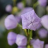「グリーンプラザ山長（奈良県生駒市） - いろんな植物5選（2025年8月4日）」