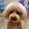 愛犬の健康を第一に♪