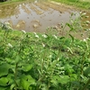 秋田で山菜採り・・・。