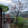 また、雨の日曜日☂️