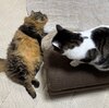 落ちてる猫　その33　犯罪都市の巻