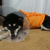 【犬の避妊手術③】当日～翌日