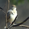 Plain Prinia アジアマミハウチワドリ (インドの鳥その51)