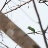 アオミミゴシキドリ Blue-eared Barbet