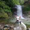 しらたまと丹沢で沢めぐり