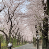 引地川沿いの千本桜・二ヶ領用水・宿河原～登戸桜散歩