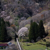満開の桜の木とDD5653牽引の石灰石貨物列車を撮る！(岩手開発鉄道撮影編 その2)