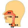   【基礎から学ぶ】嚥下【生理学】