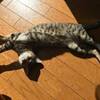愛猫あんず そんな恰好でラクなの？？