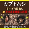 カブトムシ　早すぎた掘り出しの対処方法（そのまま放置した場合）