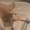 一緒にもしゃもしゃ、だよ