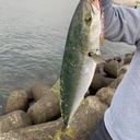 SHINの釣り日記〜大阪湾釣果〜