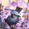 野鳥索引（山野の鳥）