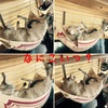 ねこ30話　最近ののらねこ事情。